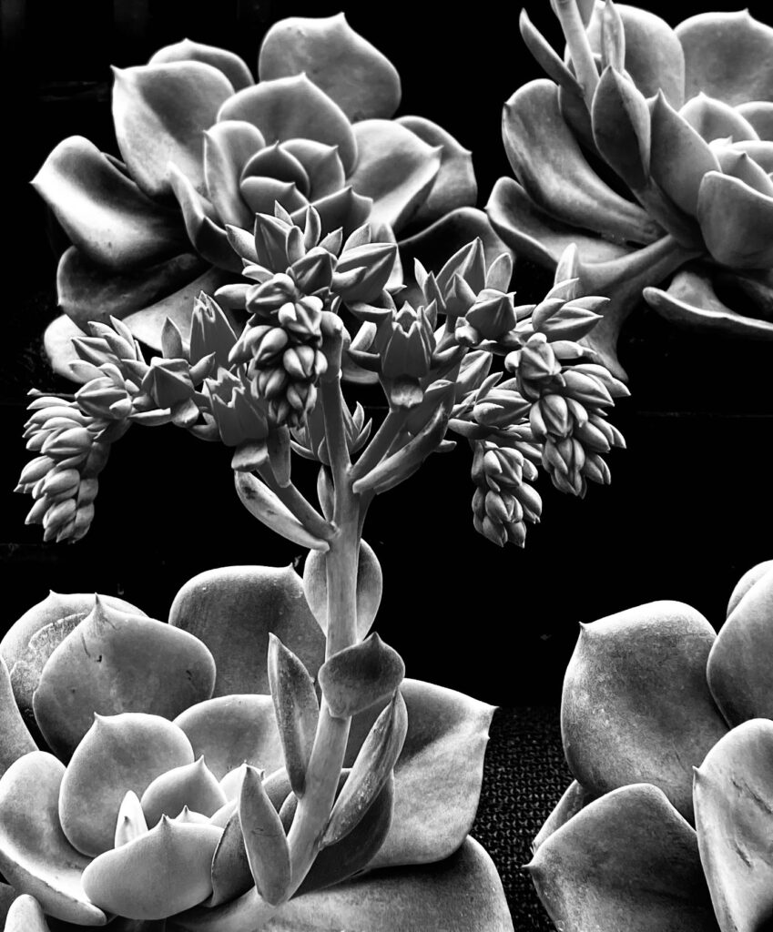 "Portrait of an Echeveria" taken by me in 2021 for week 27, Black and White