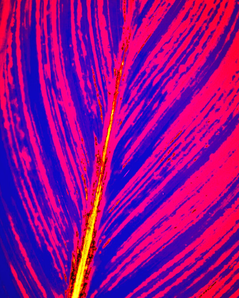 "Striated Structure of a Purple Arrowroot Leaf" taken by me in 2020 for week 32, A New Experience