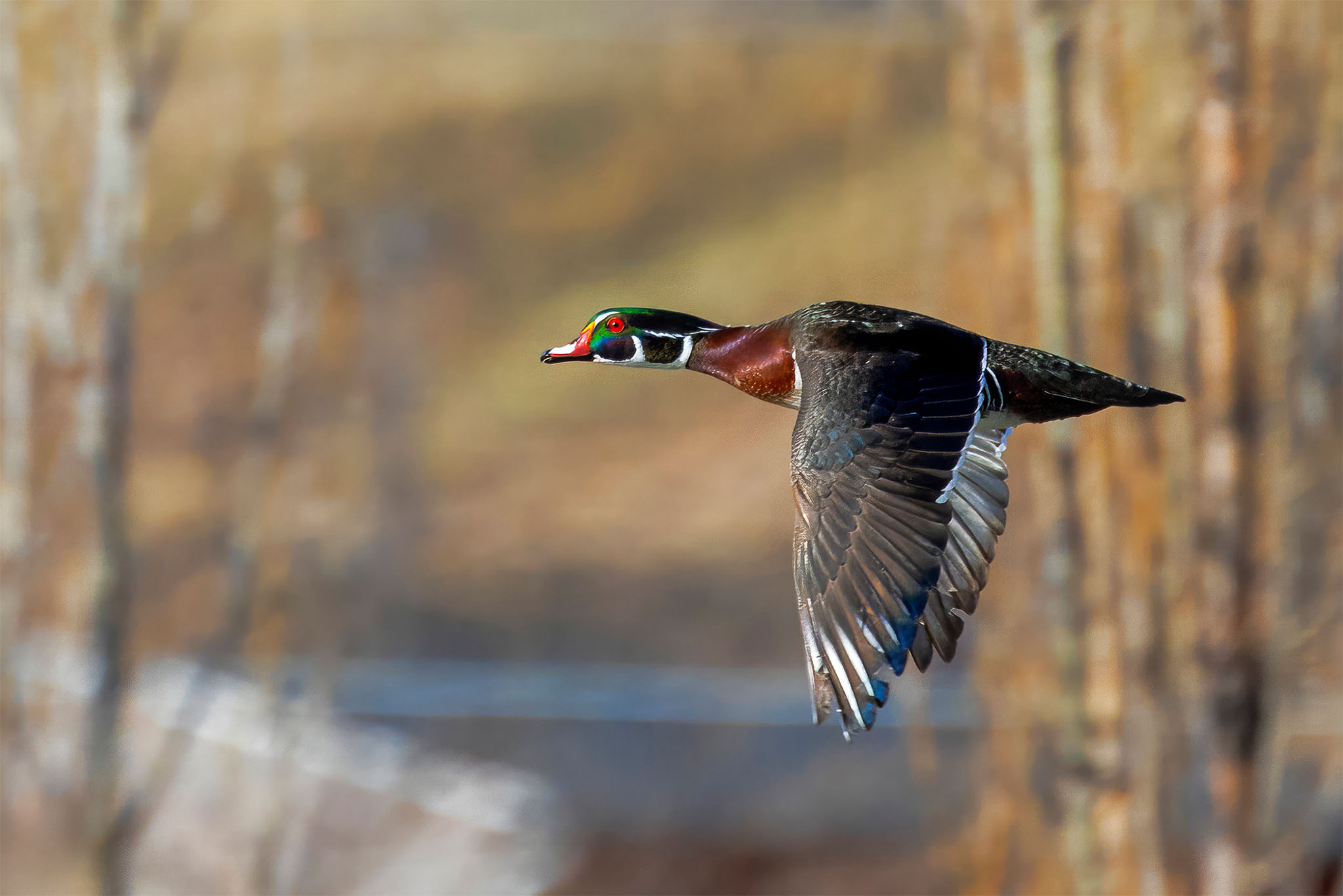 Nature panning shot of Wood Duck (2024)