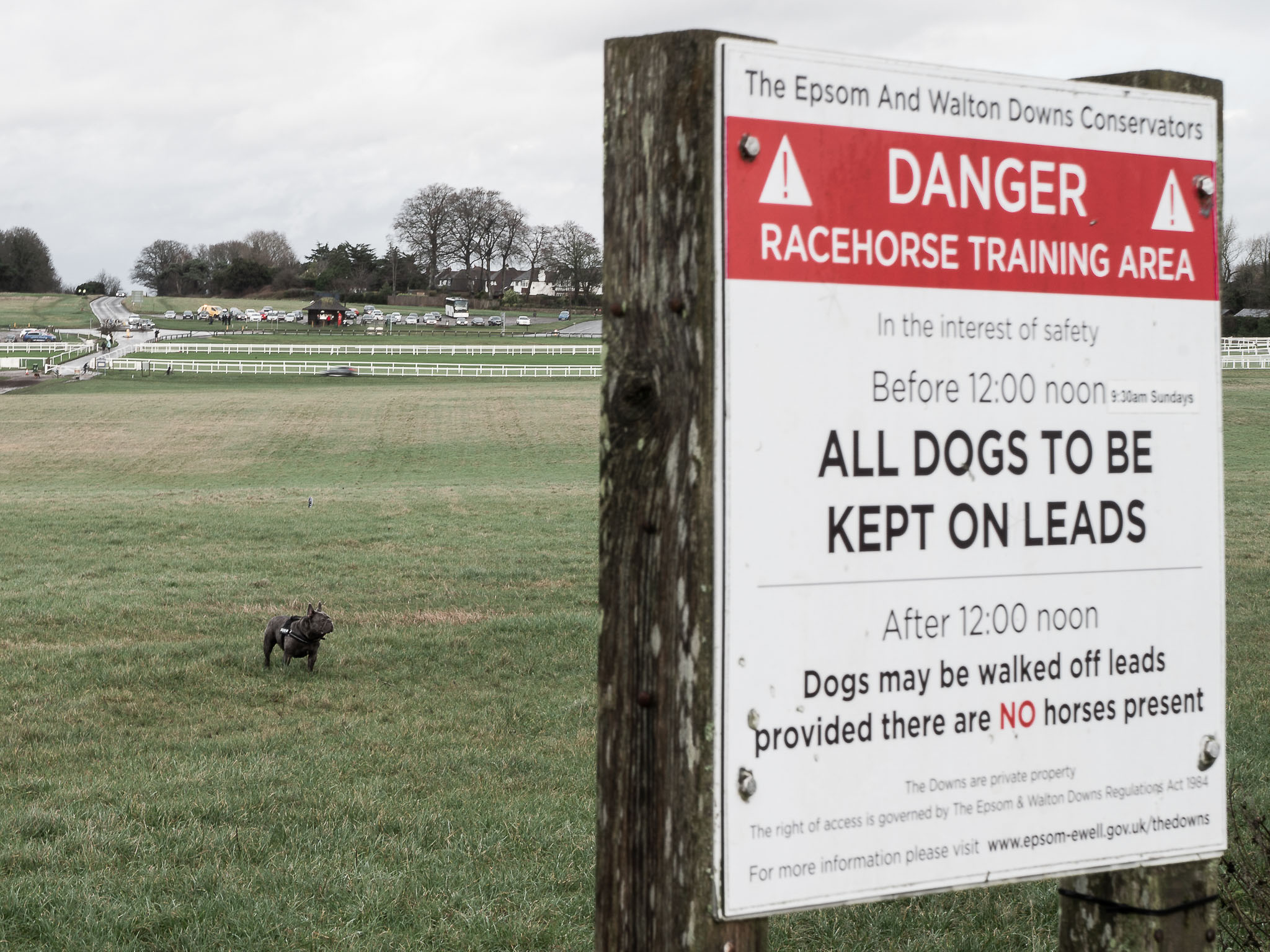 Danger! All Dogs Must be Kept on Leads: Week 53 of 2021 (Break the Rules)