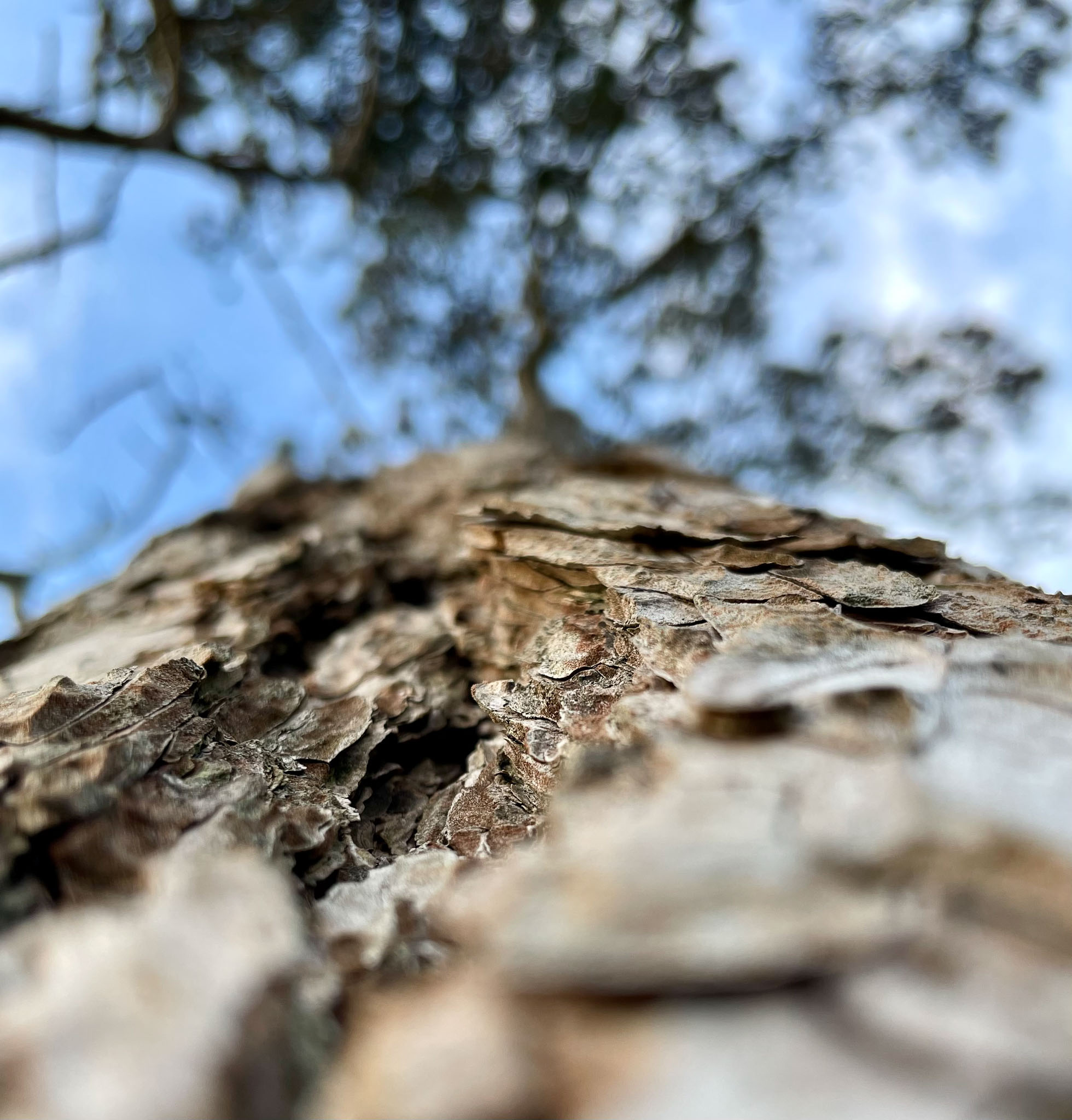 Week 6: Shallow Depth of Field (2022)